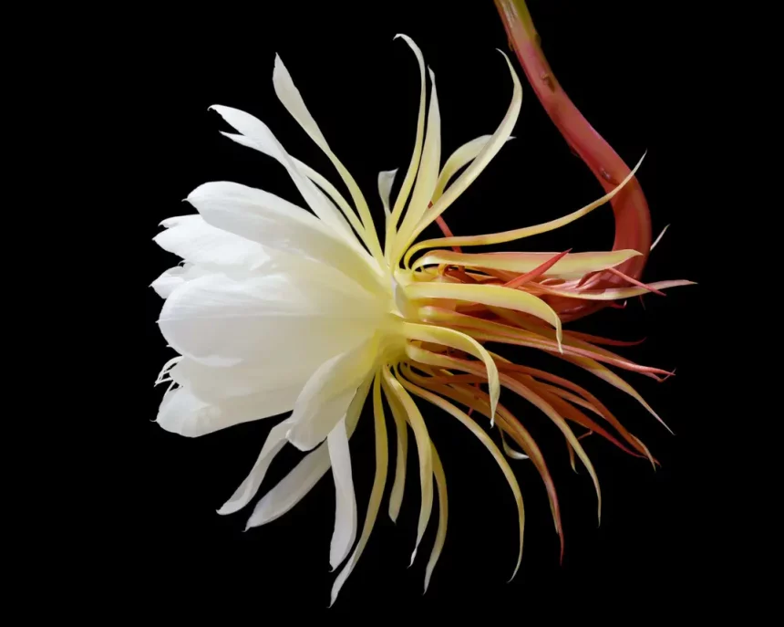 Flor-Da-Lua Com Um Fundo Preto (Imagem: Shamils/Shutterstock)