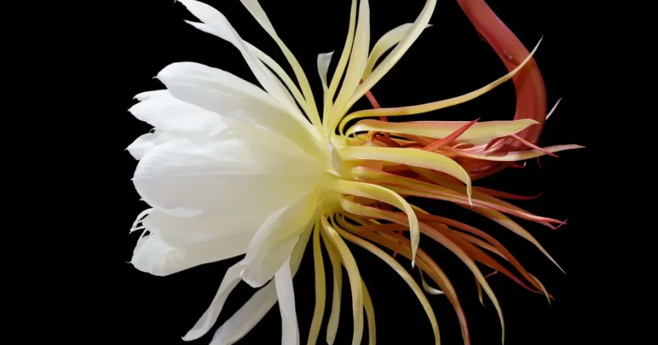 Flor-Da-Lua Com Um Fundo Preto (Imagem: Shamils/Shutterstock)