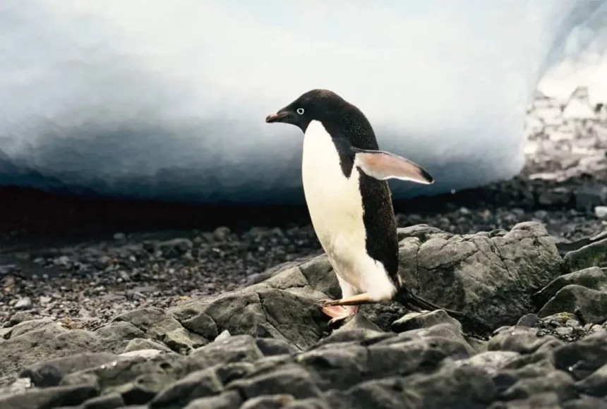 Representação Artística Elaborada Com Inteligência Artificial De Um Pinguim Expelindo Guano, Uma Mistura De Excrementos E Urina Liberada Pela Cloaca Que É Rica Em Amônia. Crédito: Flavia Correia Via Dall-E/Olhar Digital