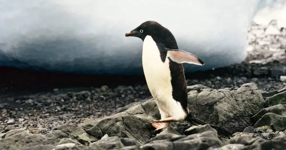 Representação Artística Elaborada Com Inteligência Artificial De Um Pinguim Expelindo Guano, Uma Mistura De Excrementos E Urina Liberada Pela Cloaca Que É Rica Em Amônia. Crédito: Flavia Correia Via Dall-E/Olhar Digital