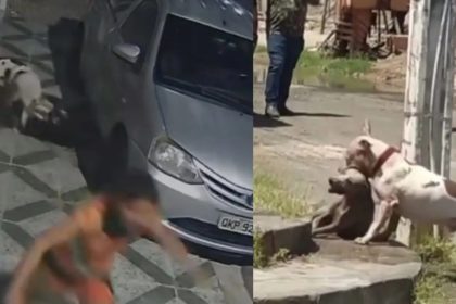 Pitbull Volta A Atacar Em Paulo Afonso E Fere Gravemente Cão De Rua