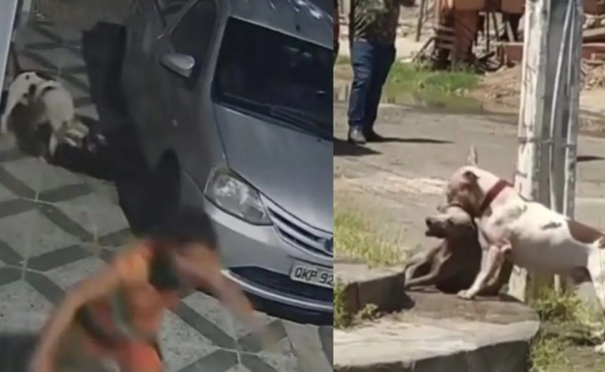 Pitbull Volta A Atacar Em Paulo Afonso E Fere Gravemente Cão De Rua