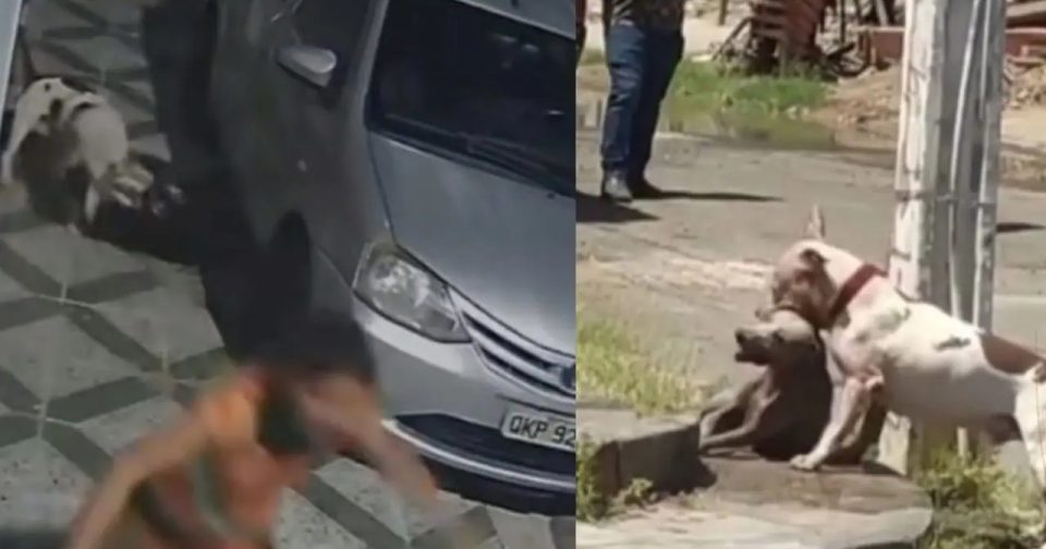 Pitbull Volta A Atacar Em Paulo Afonso E Fere Gravemente Cão De Rua