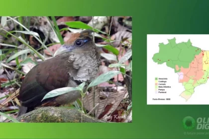 Camaleão Com Colaração Verde Para Camuflagem No Meio. (Imagem: Nick Greaves/Shutterstock)
