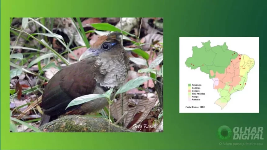Camaleão Com Colaração Verde Para Camuflagem No Meio. (Imagem: Nick Greaves/Shutterstock)