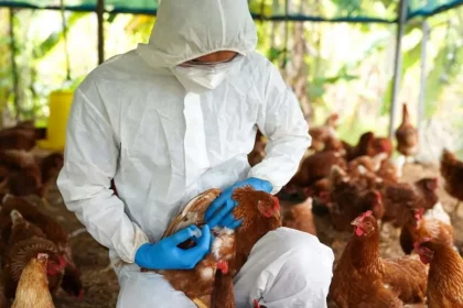 A Transmissão De Gripe Aviária Em Humanos Acontece Pelo Contato Direto/Imagem Freepik Gerada Com Ia