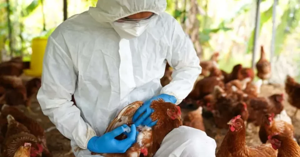 A Transmissão De Gripe Aviária Em Humanos Acontece Pelo Contato Direto/Imagem Freepik Gerada Com Ia