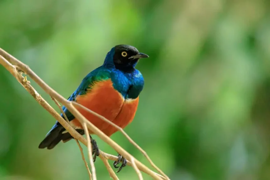 Imagem: Dslight_Photography/Shutterstock