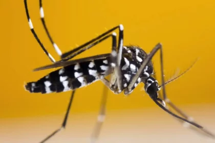 Mosquito Aedes Aegypti Suga Sangue Humano. Transmissor De Vírus Perigosos Como O Da Dengue, Zika E Chikungunya. / Crédito: Khlungcenter (Shutterstock)