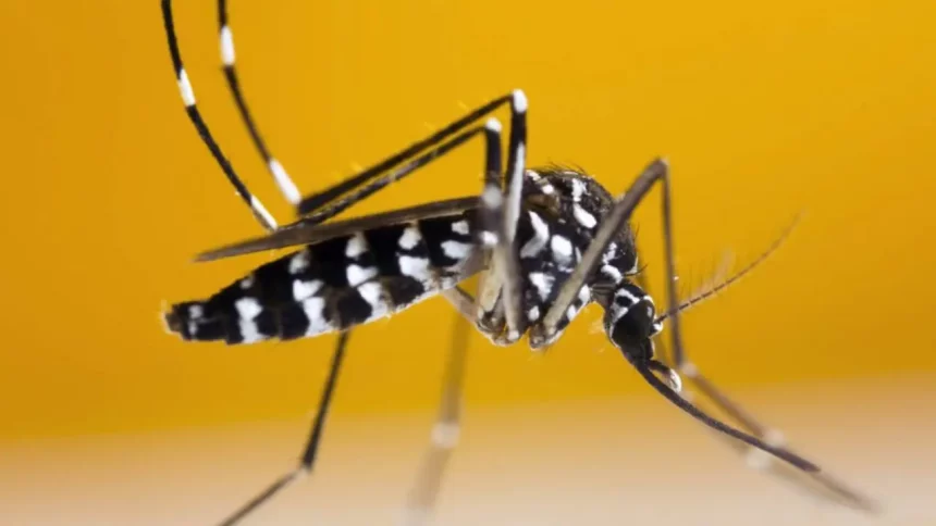 Mosquito Aedes Aegypti Suga Sangue Humano. Transmissor De Vírus Perigosos Como O Da Dengue, Zika E Chikungunya. / Crédito: Khlungcenter (Shutterstock)