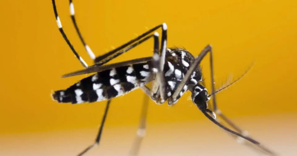 Mosquito Aedes Aegypti Suga Sangue Humano. Transmissor De Vírus Perigosos Como O Da Dengue, Zika E Chikungunya. / Crédito: Khlungcenter (Shutterstock)