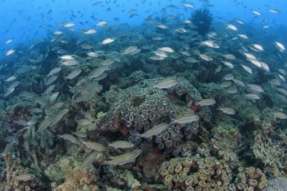 Foto: Coral Vivo/Athila Bertoncini