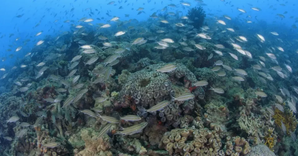 Foto: Coral Vivo/Athila Bertoncini