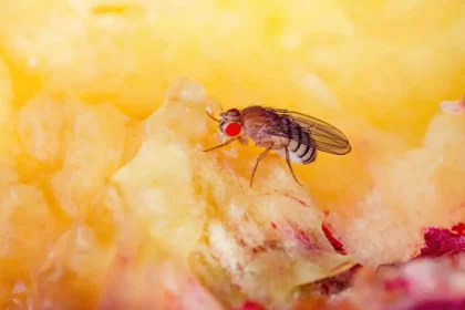 (Imagens: Īriss Sviklis - Wikimedia Commons / Rescue Pest Control | Montagem: Olhar Digital)