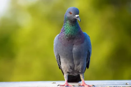 Pombo. / Crédito: Snehaaaa Patel (Shutterstock)