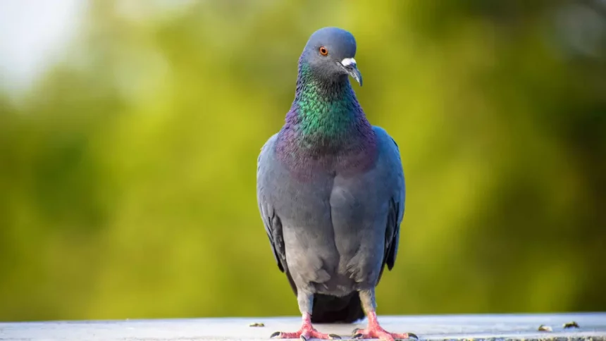 Pombo. / Crédito: Snehaaaa Patel (Shutterstock)
