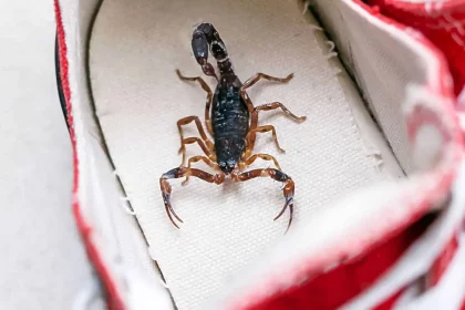 Escorpião Marrom, Também Conhecido Como Escorpião-Negro, Dentro De Um Tênis. A Espécie Tityus Bahiensis É Encontrada Do Leste E Centro Do Brasil (Imagem: Rhjphtotos / Shutterstock)