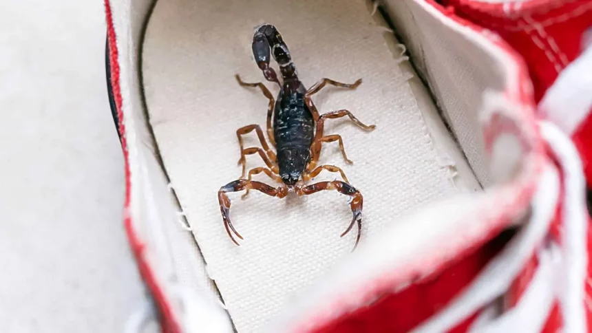 Escorpião Marrom, Também Conhecido Como Escorpião-Negro, Dentro De Um Tênis. A Espécie Tityus Bahiensis É Encontrada Do Leste E Centro Do Brasil (Imagem: Rhjphtotos / Shutterstock)
