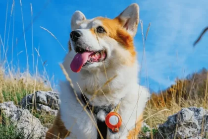Cachorro Utilizando Airtag - Imagem: Mr.lisevi/Shutterstock