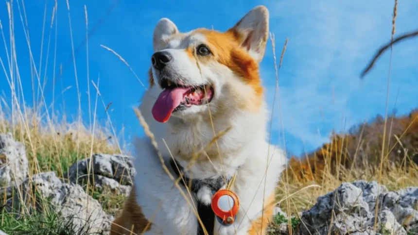 Cachorro Utilizando Airtag - Imagem: Mr.lisevi/Shutterstock