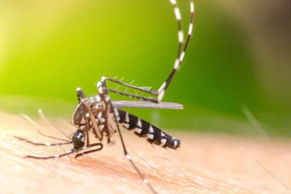 Mosquito Aedes Aegypti Suga Sangue Humano. Transmissor De Vírus Perigosos Como O Da Dengue, Zika E Chikungunya. / Crédito: Khlungcenter (Shutterstock)