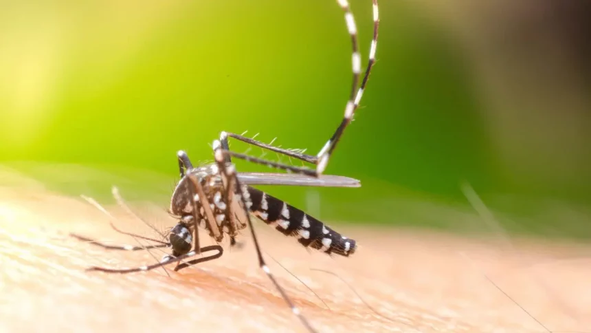 Mosquito Aedes Aegypti Suga Sangue Humano. Transmissor De Vírus Perigosos Como O Da Dengue, Zika E Chikungunya. / Crédito: Khlungcenter (Shutterstock)