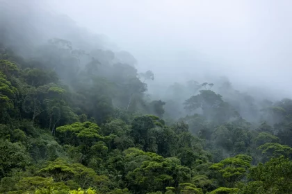 As Plantas Terrestres Aumentaram Sua Taxa De Fotossíntese. Segundo O Estudo, Isso Pode Ser Um Efeito Do Aquecimento Global. (Imagem: Maarten Zeehandelaar / Shutterstock)