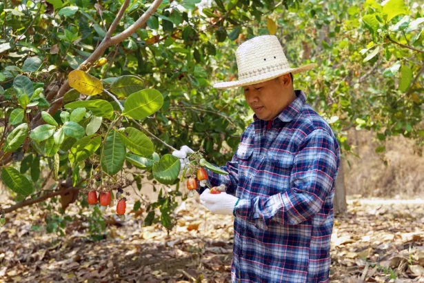 Fazendeiro Inspeciona Plantação De Castanha-De-Caju. Imagem: Aoy_Charin / Shutterstock