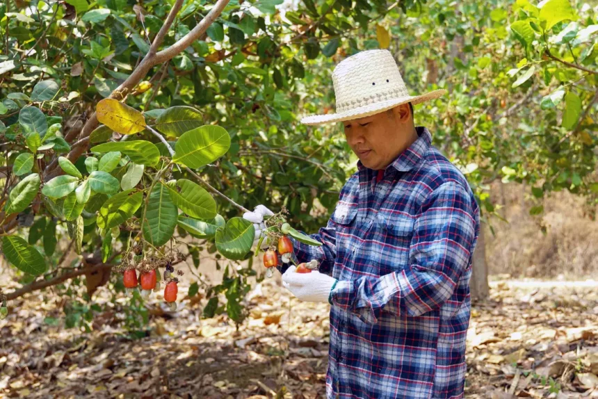 Fazendeiro Inspeciona Plantação De Castanha-De-Caju. Imagem: Aoy_Charin / Shutterstock