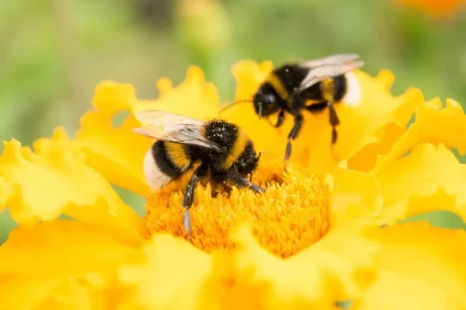 Imagem: Aliaksei Marozau/Shutterstock