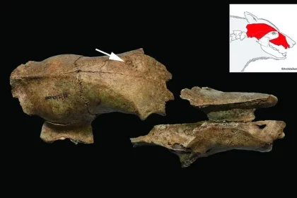 Crânio De Urso Encontrado Em Arena Tem Sinais De Lesão E Infecção, Evidências De Um Passado De Combates Contra Gladiadores.(Imagem: Nemanja Marković Et Al; Antiquity Publications Ltd)