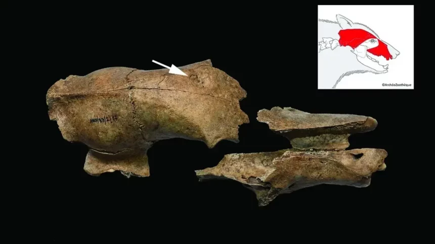 Crânio De Urso Encontrado Em Arena Tem Sinais De Lesão E Infecção, Evidências De Um Passado De Combates Contra Gladiadores.(Imagem: Nemanja Marković Et Al; Antiquity Publications Ltd)