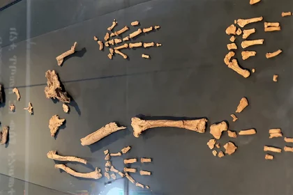 Exibição Do Ardipithecus No Museu Nacional Da Etiópia. Crédito: Sailko/Wikipedia