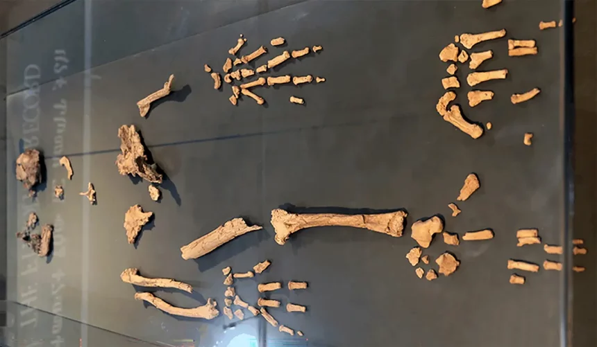 Exibição Do Ardipithecus No Museu Nacional Da Etiópia. Crédito: Sailko/Wikipedia