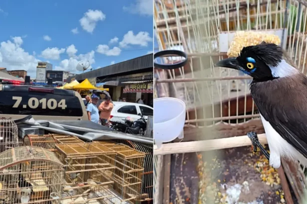 Foto: Reprodução / Redes Sociais