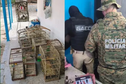 Foto: Reprodução / Ascom / Pc-Ba