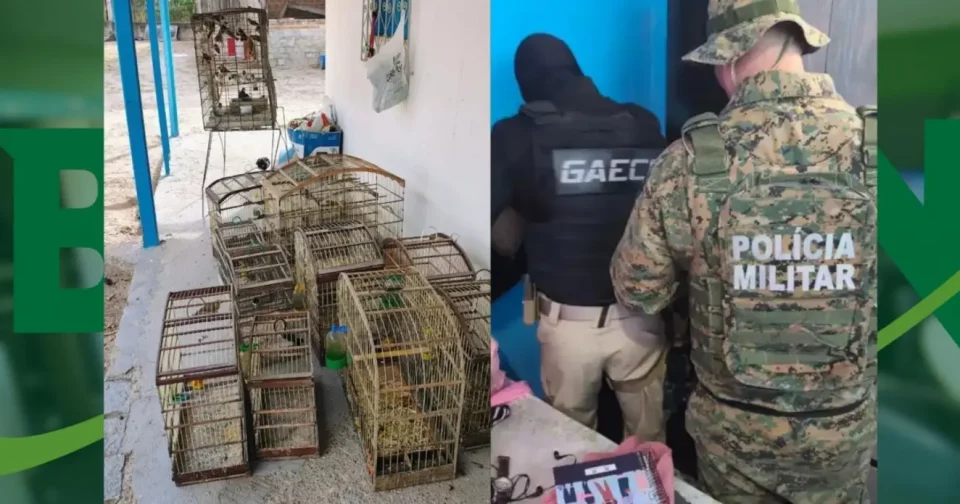 Foto: Reprodução / Ascom / Pc-Ba