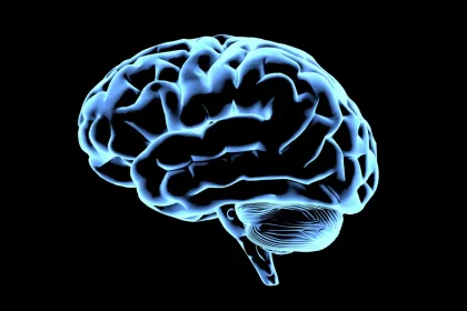 Laboratório De Neuroproteômica Conseguiu Criar Seus Próprios Neurônios E Minicérebros (Imagem: Andrii Shyp/Istock)