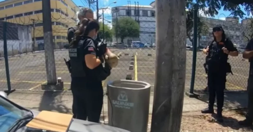 Foto: Divulgação