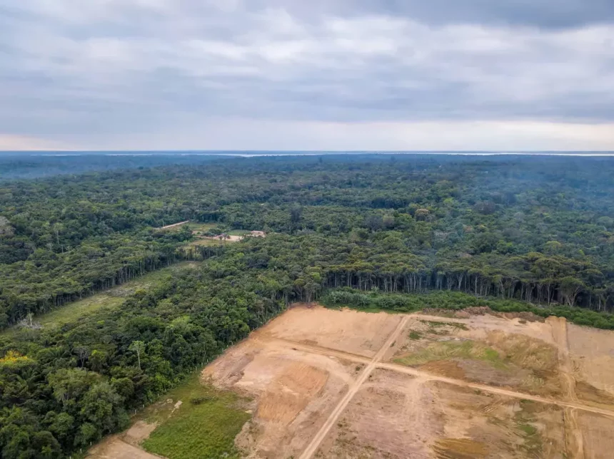 Queda Da Taxa De Desmatamento Da Amazônia Em 2023 Reduziu A Poluição Climática. (Imagem: Paralaxis / Shutterstock.com)