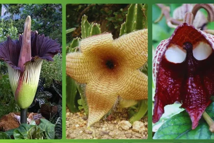 Flores Estranhas: Flor-Cadáver, Stapelia Fifantea, Aristolochia Salvadorensis | Créditos, Respectivamente: Botanical Gardens University Of Bonn E Wikimedia Communs Flores Estranhas: Flor-Cadáver, Stapelia Fifantea, Aristolochia Salvadorensis | Créditos, Respectivamente: Botanical Gardens University Of Bonn E Wikimedia Communs