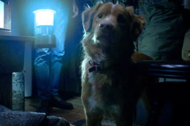 (Imagem: Reprodução/Shudder)