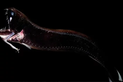 Dragon Fish / Crédito: Animal Database (Reprodução)