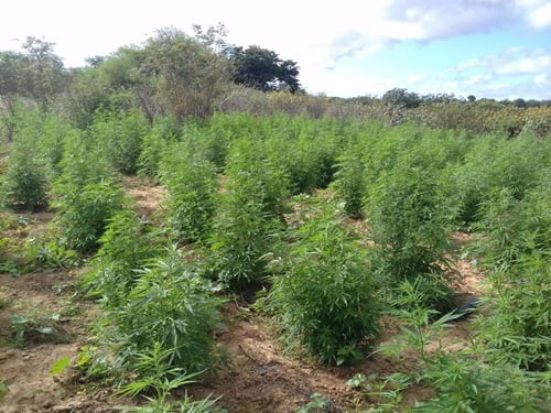 Pm Incinera 30 Mil Pés De Maconha Em Propriedade No Distrito De Ibó Em Abaré-Ba