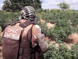 Cipe Caatinga Erradica 3 Mil Pés De Maconha Na Zona Rural De Abaré- Ba