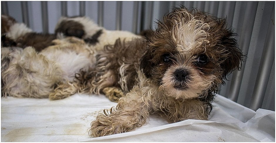 Prf Resgata 4 Filhotes Da Raça Shih Tzu Em Situação De Maus-Tratos Na Br 116, Em Feira De Santana