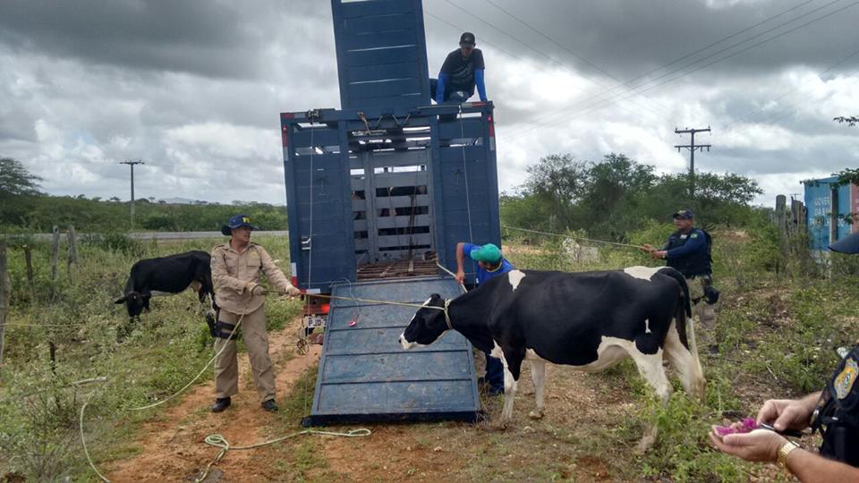 Prf Retira Mais Dez Animais Na Br 110, Entre Os Municípios De Jeremoabo E Paulo Afonso